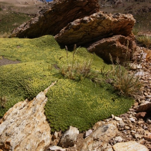 Azorella monantha